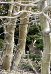Wilderness Hare 6206